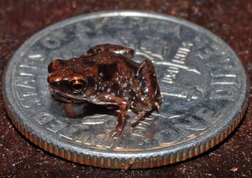 Tiniest Frog